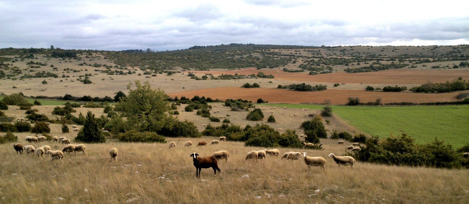 Plateau du Larzac