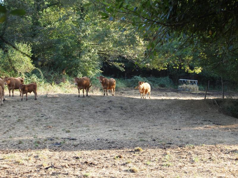 Grotte de Fontechevade