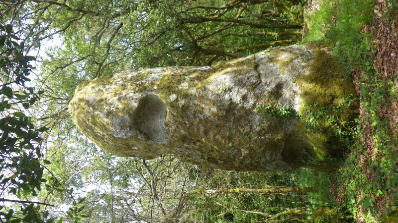 Menhir, Elliant