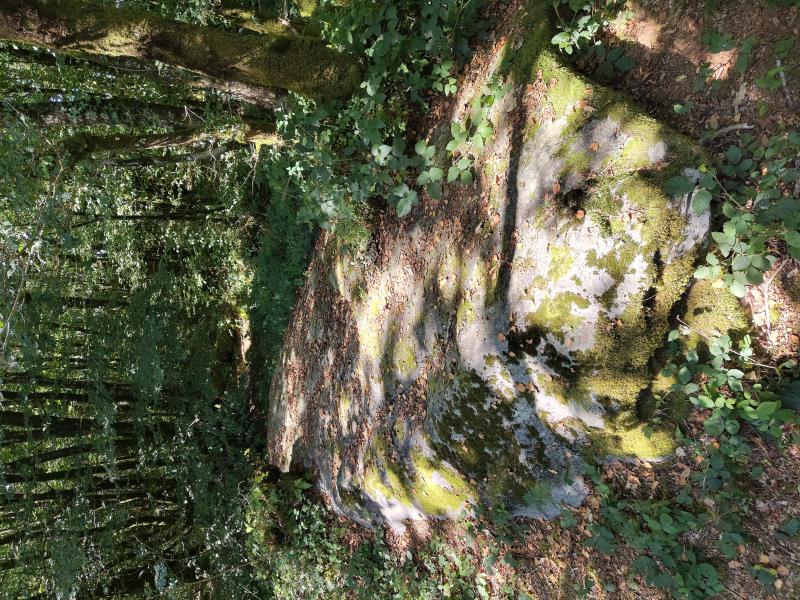 Alignements de menhirs dits Bois du Duc