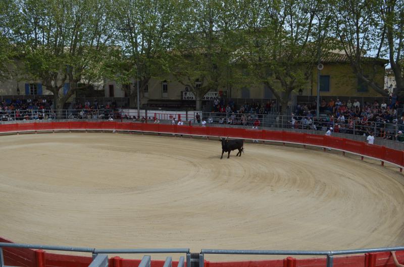 Arènes de bouvine, Saint-Laurent-d'Aigouze