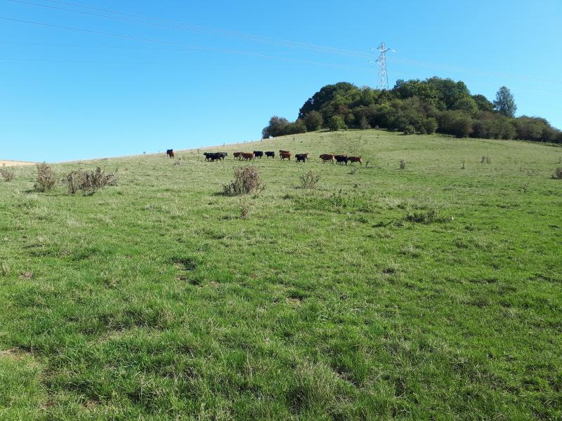 Motte castrale (ancienne), Chaillon