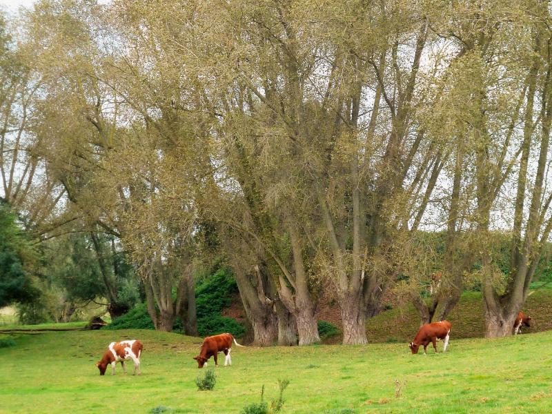 Motte féodale, Ochtezeele