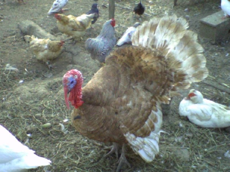 Renneville, Ardennes