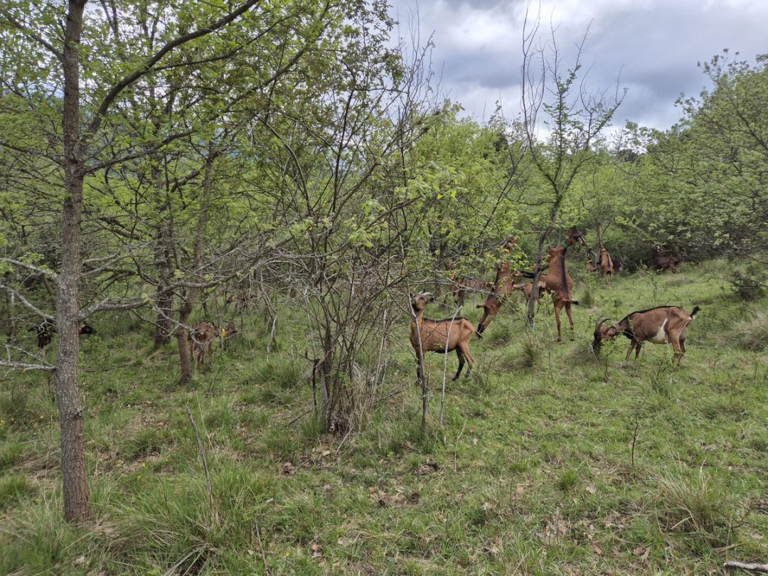 Photo 2 — Saint-Julia-de-Bec, Aude (11500)