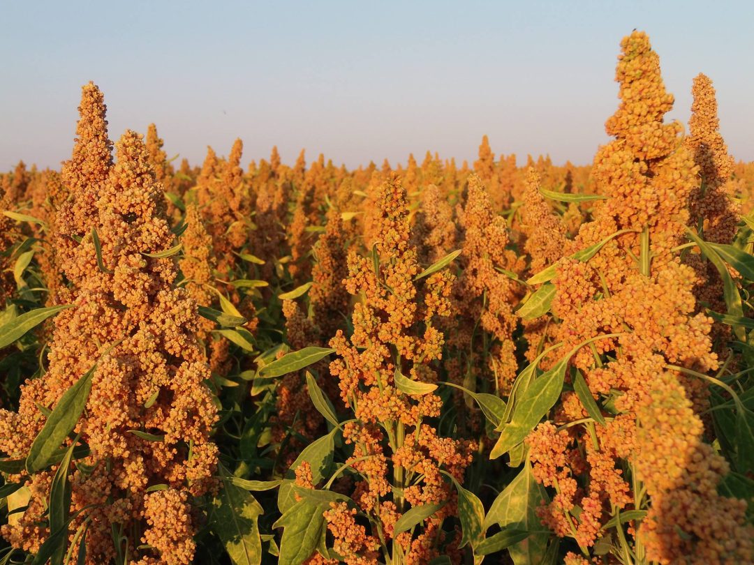 Photo 2 — Nérondes, Cher (18350)