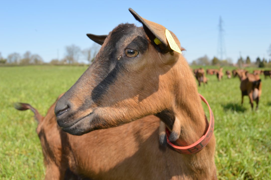 Photo 2 — Le Noyer, Cher (18260)