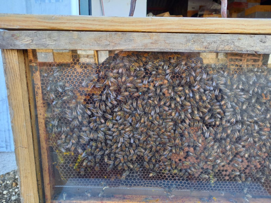 Photo 2 — Ladoix-Serrigny, Côte-d'Or (21550)