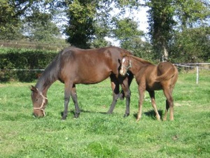 Photo 2 — Bétête, Creuse (23270)