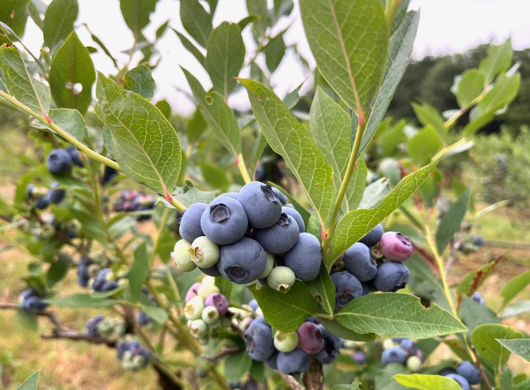 Boussac-Bourg, Creuse