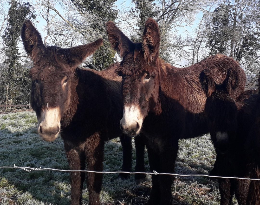 Photo 2 — Chéniers, Creuse (23220)