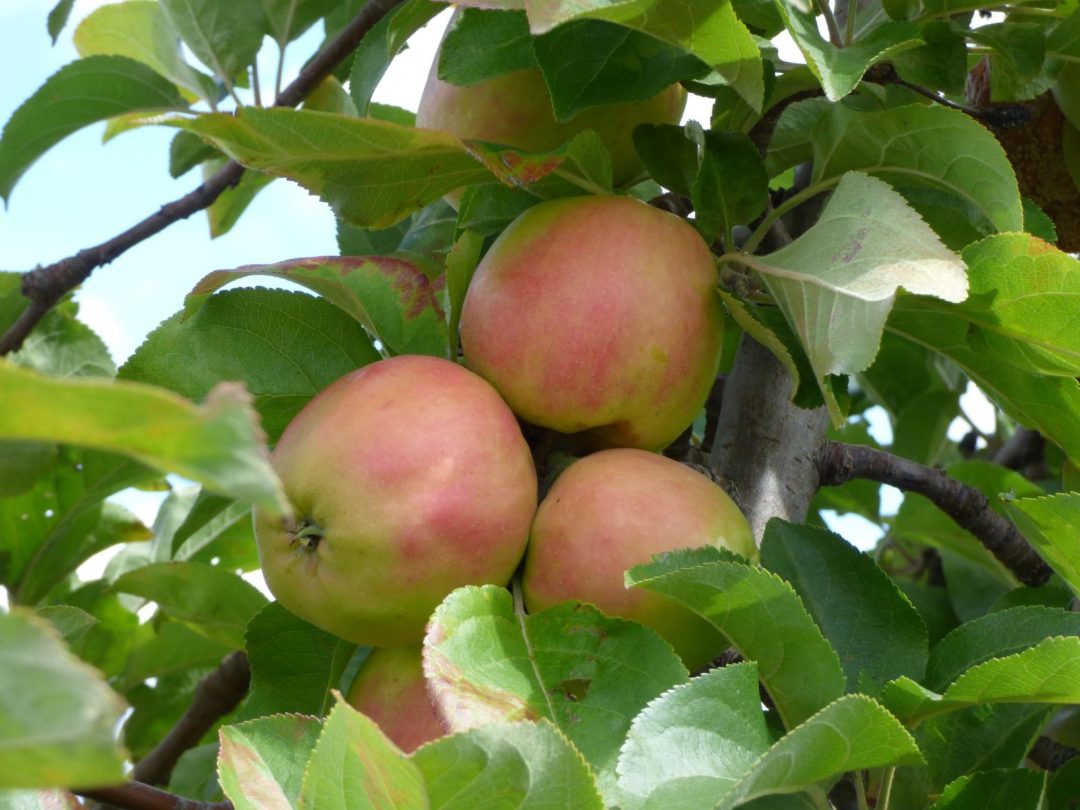 Photo 2 — Méasnes, Creuse (23360)