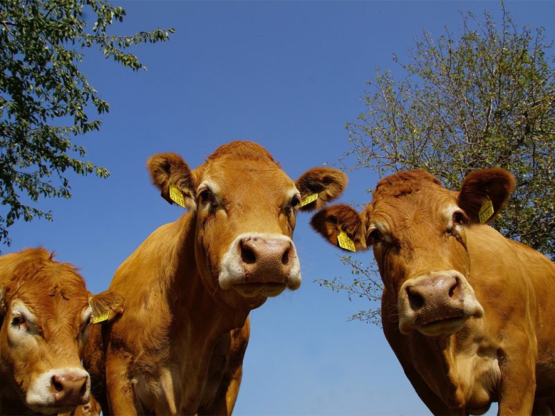 Photo 2 — La Nouaille, Creuse (23500)