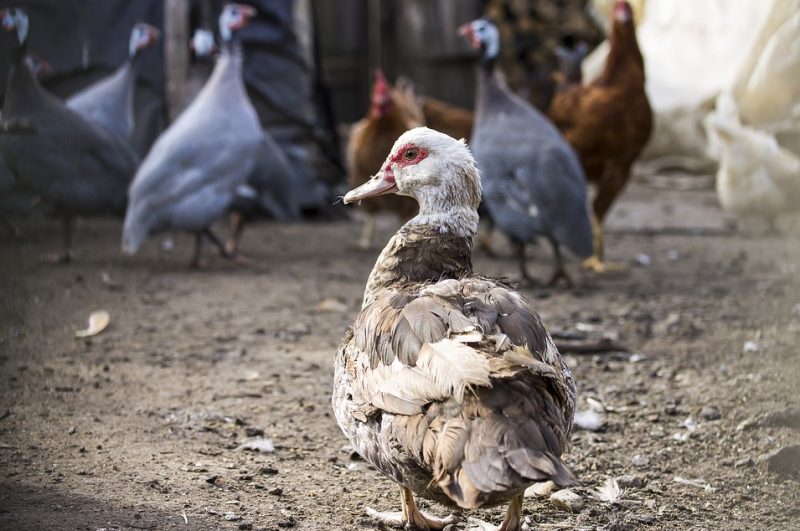 Saint-Martin-Sainte-Catherine, Creuse
