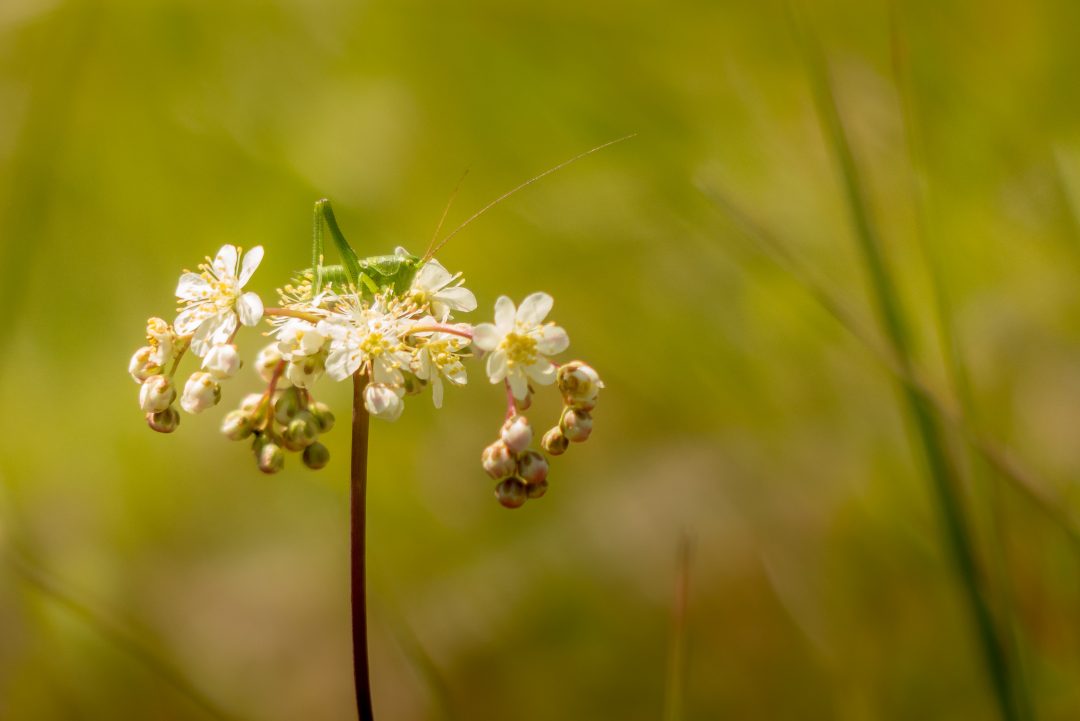 Photo 2 — Tillay-le-Péneux, Eure-et-Loir (28140)