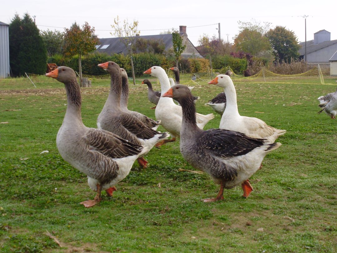 Photo 2 — Villiers-Saint-Orien, Eure-et-Loir (28800)