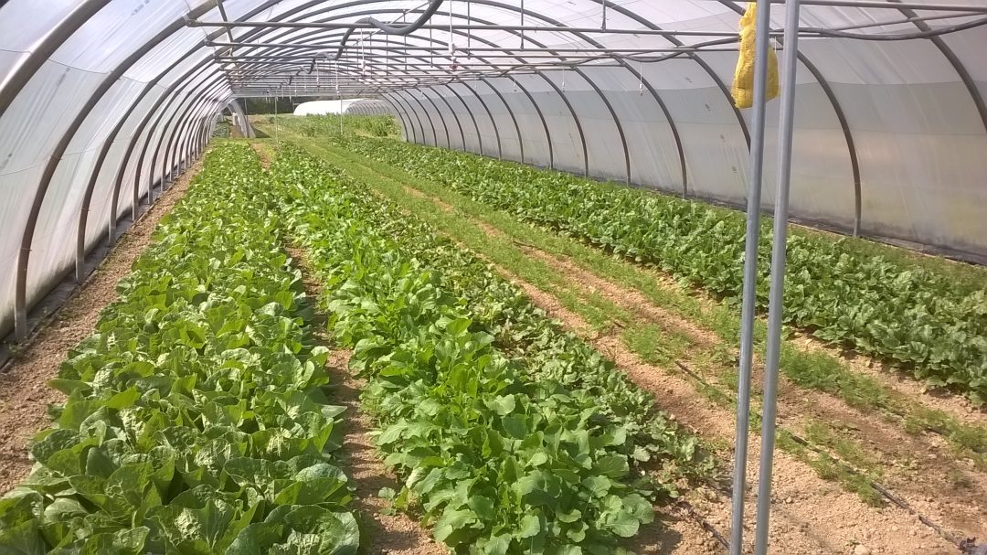 Saman, Haute-Garonne