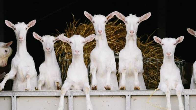 Saint-Christophe-en-Bazelle, Indre