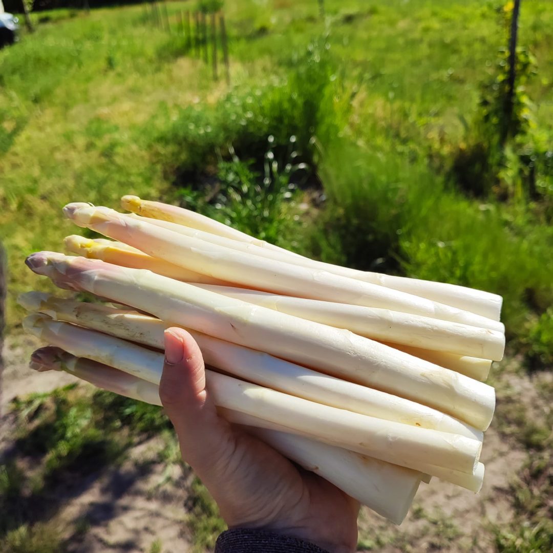 Photo 2 — Cachen, Landes (40120)