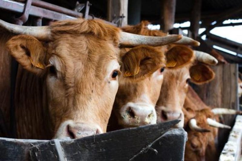 Photo 1 — Lourquen, Landes (40250)