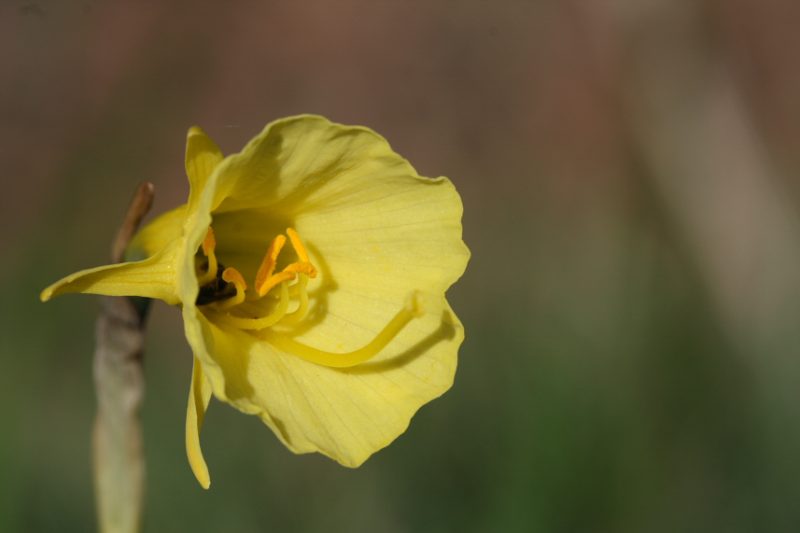 Photo 2 — Le Sen, Landes (40420)