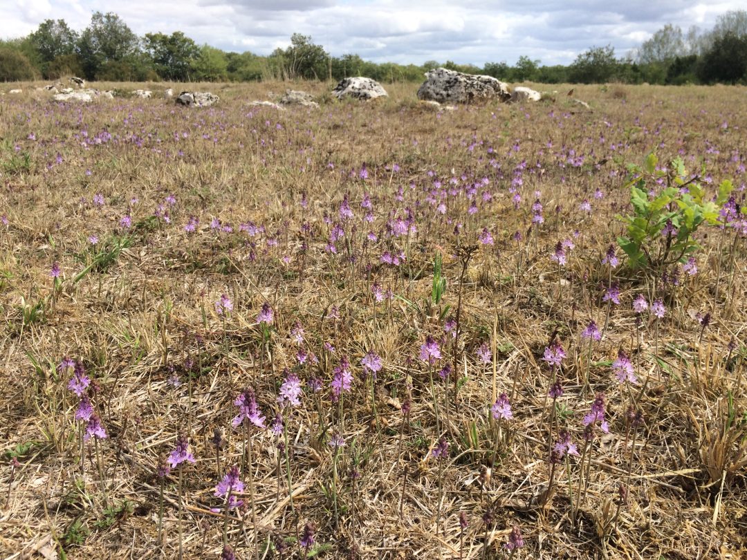 Photo 1 — Marolles, Loir-et-Cher (41330)