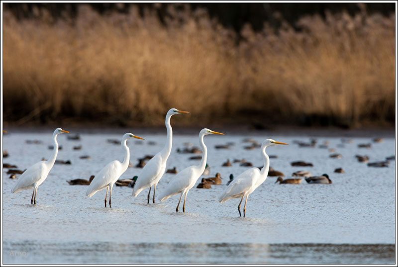 Photo 2 — Millançay, Loir-et-Cher (41200)