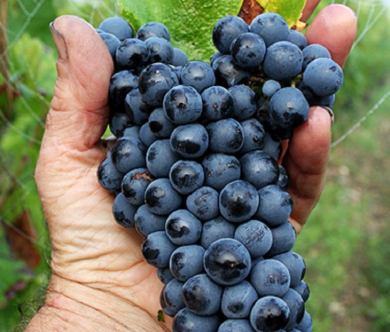 Monthou-sur-Cher, Loir-et-Cher