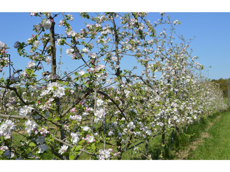 Photo 2 — Guérin, Lot-et-Garonne (47250)