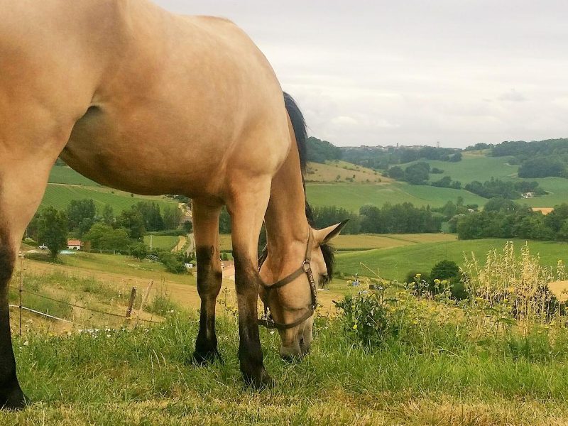 Photo 2 — La Sauvetat-de-Savères, Lot-et-Garonne (47270)