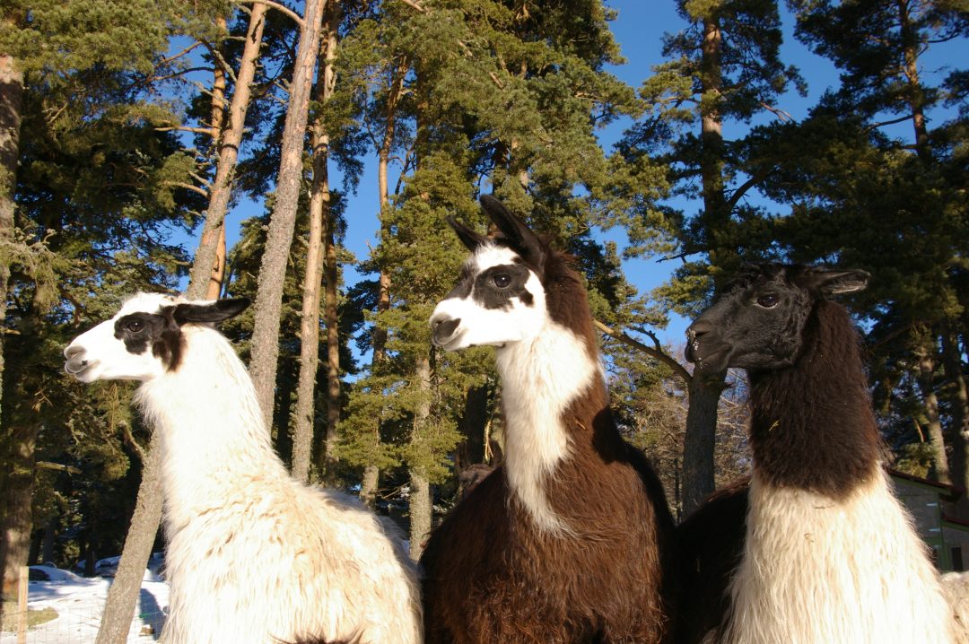Saint-Jean-La-Fouillouse, Lozère