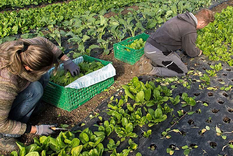 Vaillant, Haute-Marne