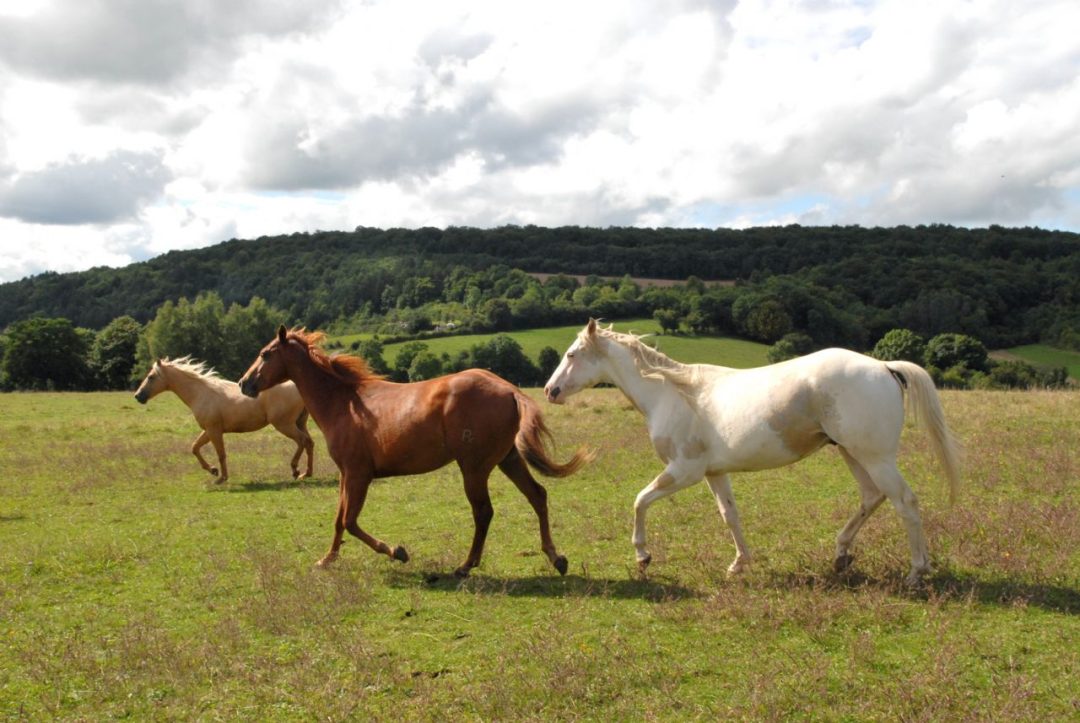 Photo 2 — Vaudrémont, Haute-Marne (52330)