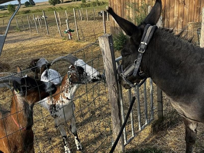Photo 2 — Petit-Tenquin, Moselle (57660)