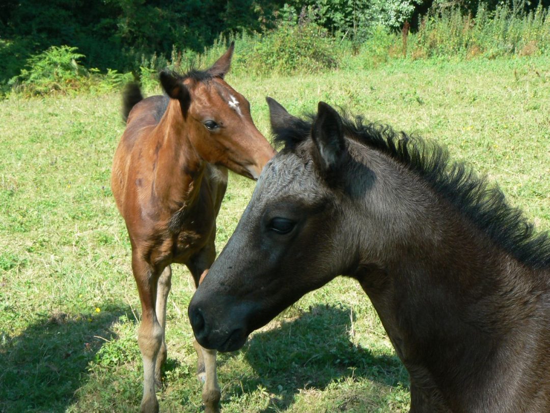 Saint-Castin, Pyrénées-Atlantiques