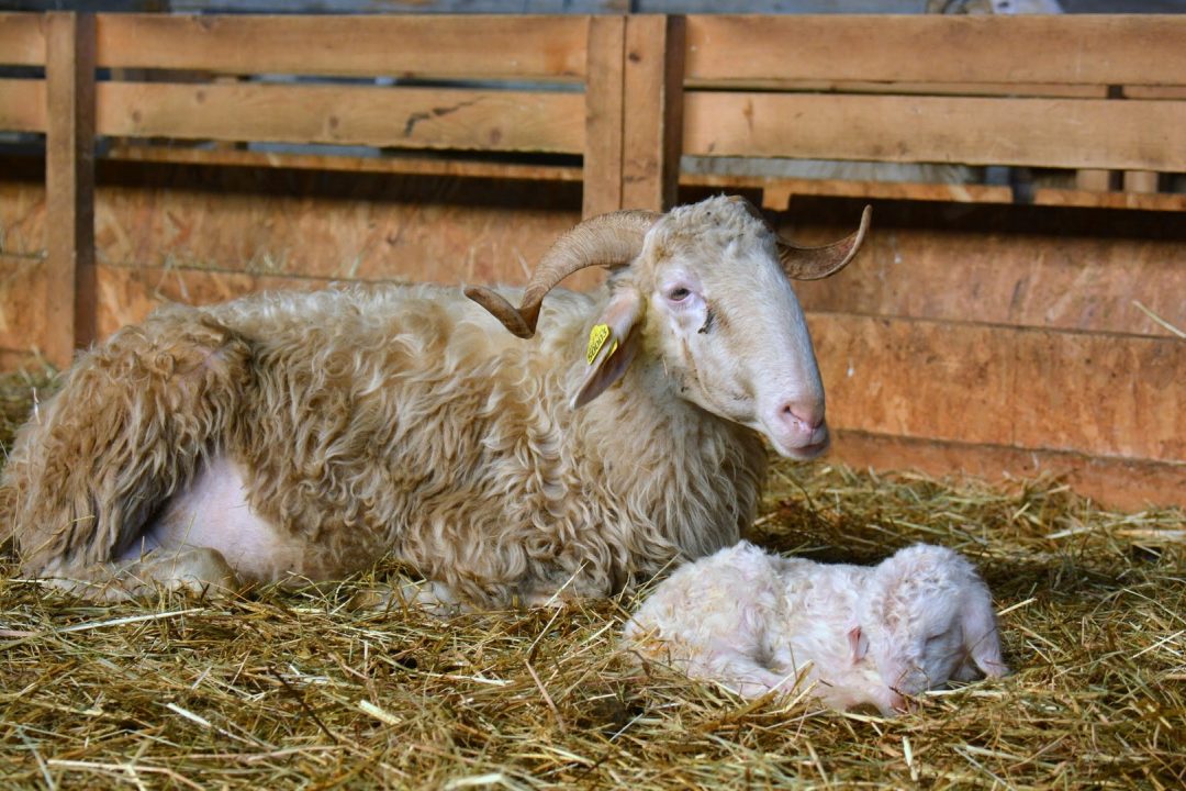 Photo 2 — Sallespisse, Pyrénées-Atlantiques (64300)