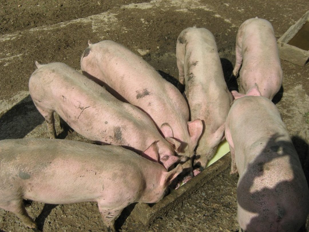 Photo 1 — Suhescun, Pyrénées-Atlantiques (64780)