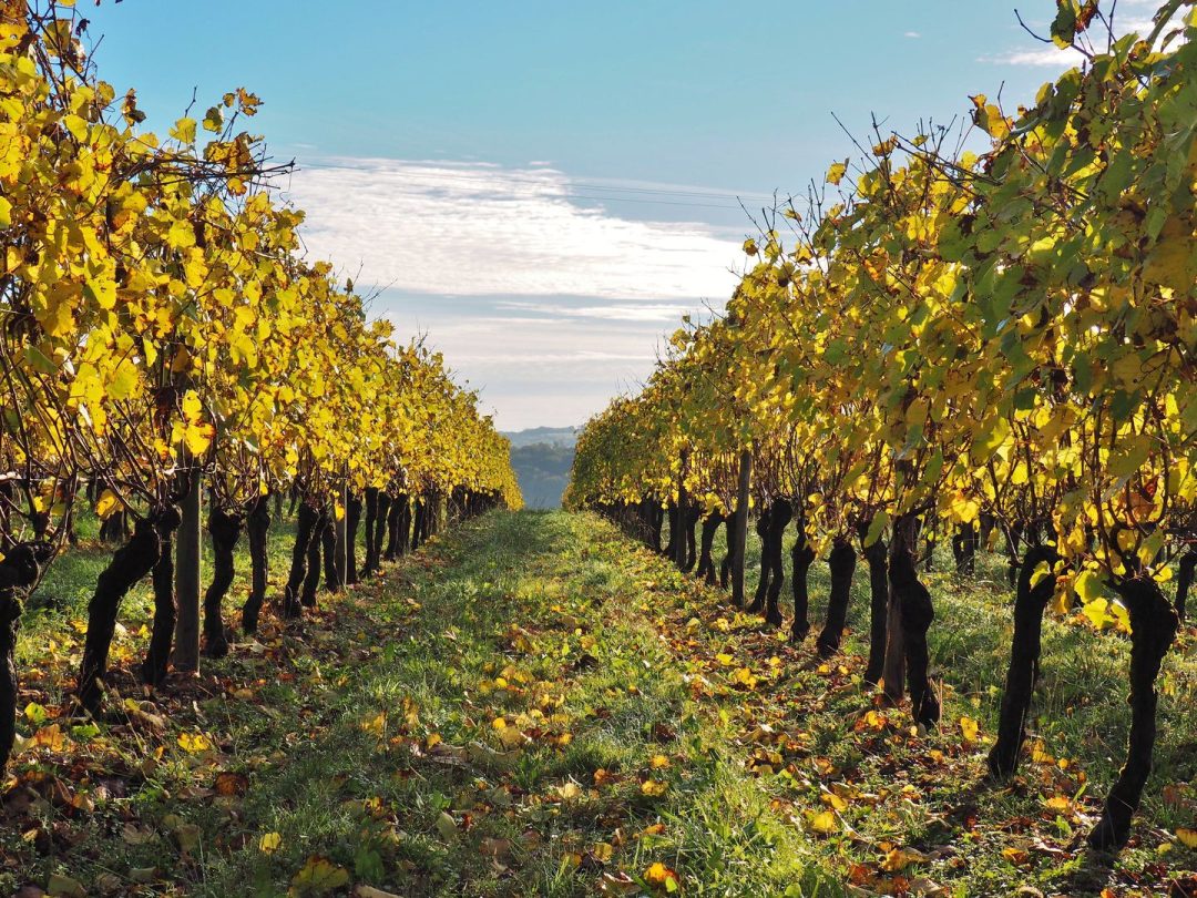 Photo 2 — Taron-Sadirac-Viellenave, Pyrénées-Atlantiques (64330)