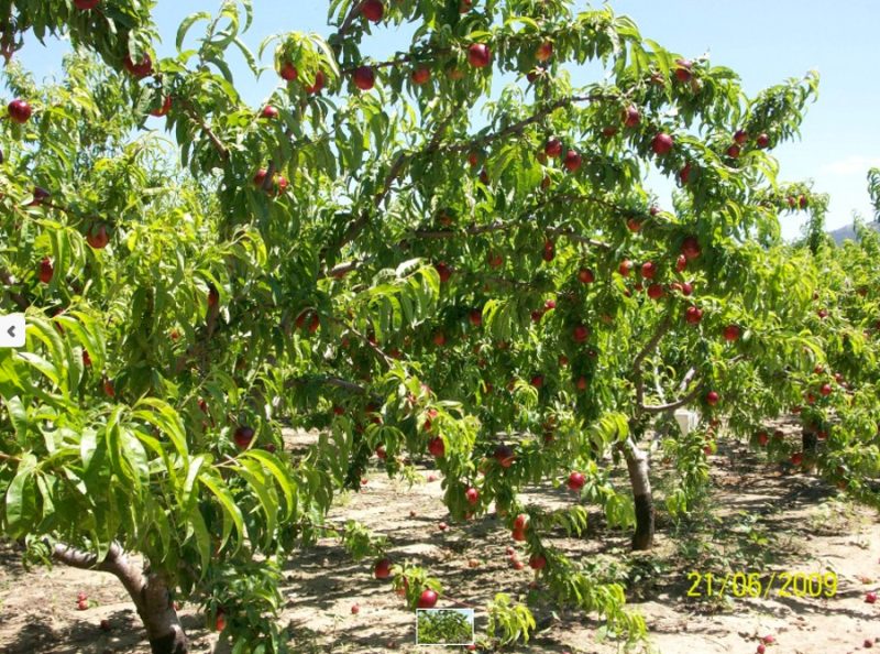 Estagel, Pyrénées-Orientales