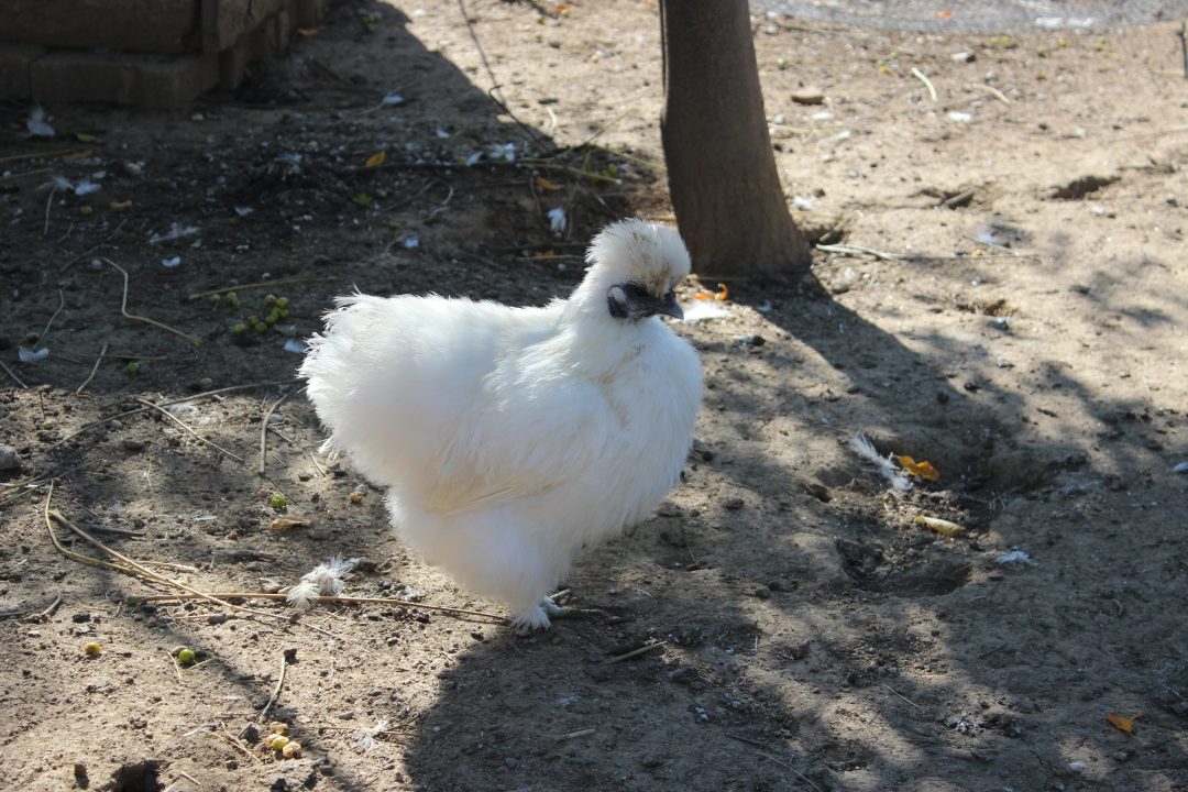 Photo 2 — Villemolaque, Pyrénées-Orientales (66300)