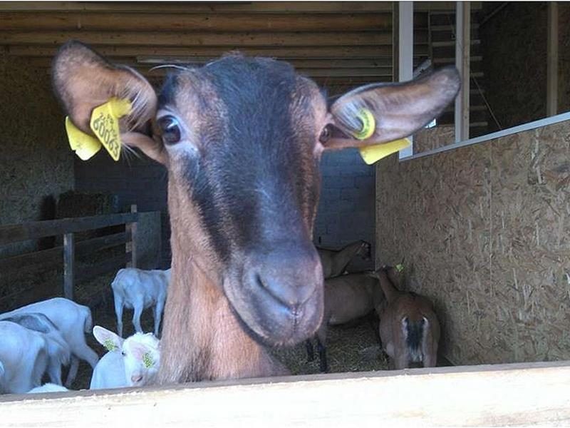 Photo 2 — Lutzelhouse, Bas-Rhin (67130)