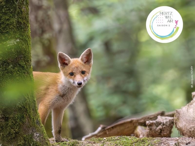 Photo 2 — Mertzwiller, Bas-Rhin (67580)