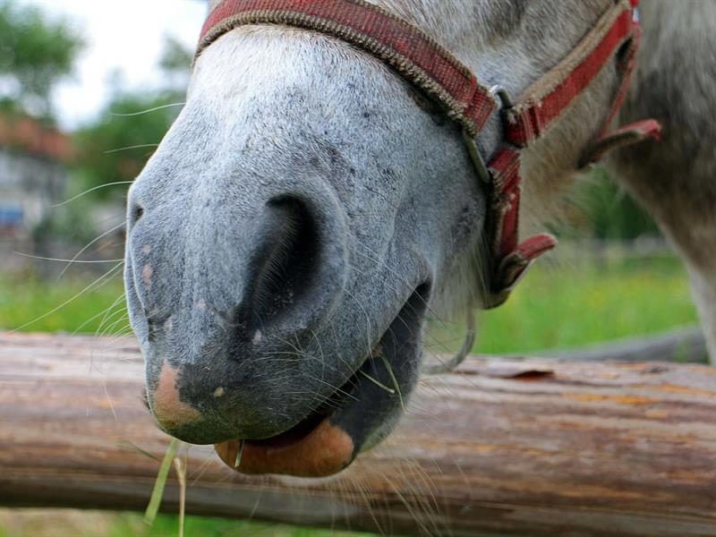 Saint-Pierre, Bas-Rhin