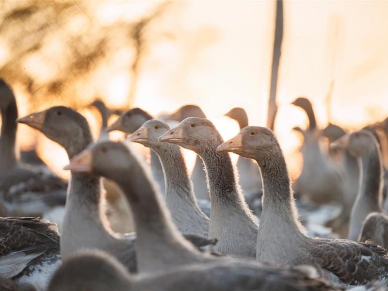 Photo 2 — Truchtersheim, Bas-Rhin (67370)