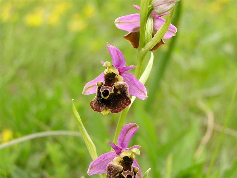 Photo 2 — Tagolsheim, Haut-Rhin (68720)
