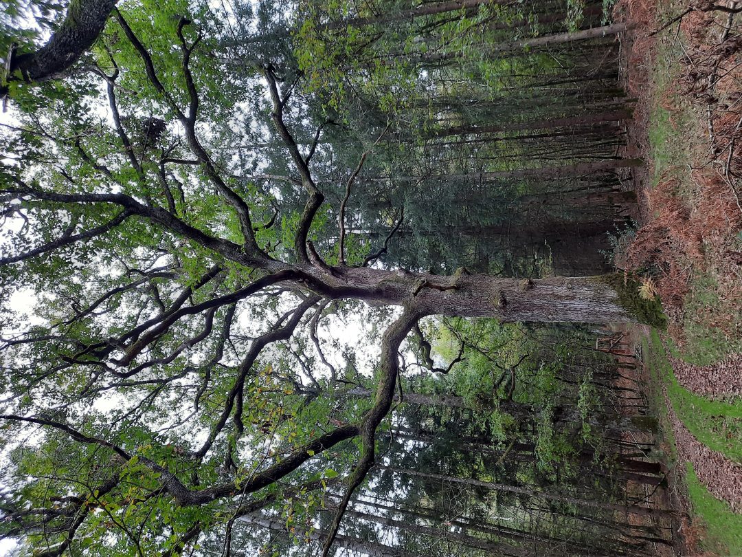 Photo 2 — Maltat, Saône-et-Loire (71140)