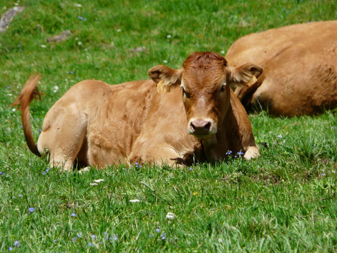 Azay-sur-Thouet, Deux-Sèvres