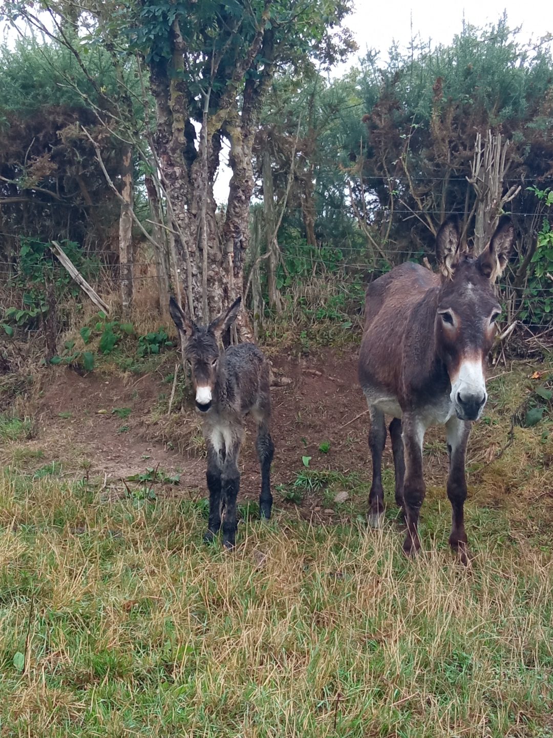 Photo 2 — La Chapelle-Bertrand, Deux-Sèvres (79200)
