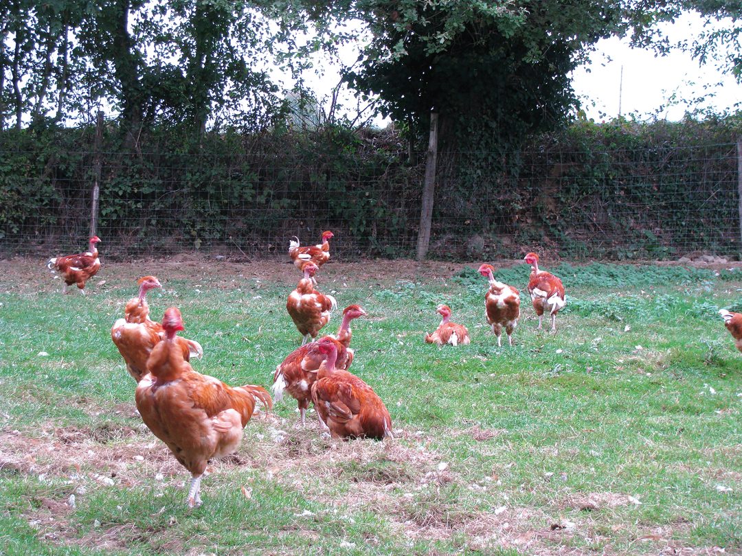 La Forêt-sur-Sèvre, Deux-Sèvres