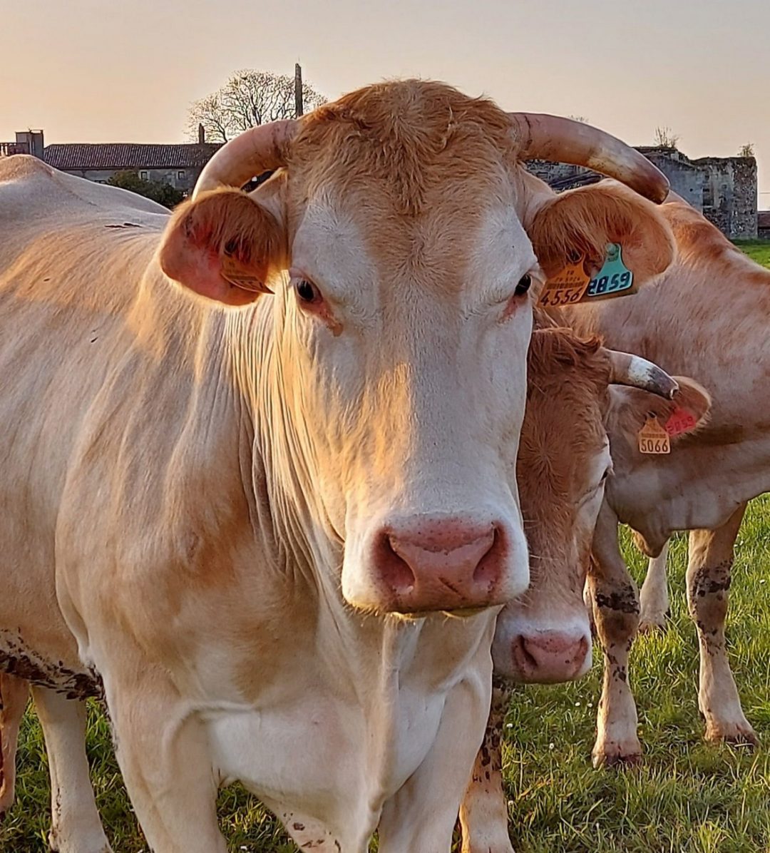 Saint-Maurice Étusson
